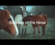 Horse History