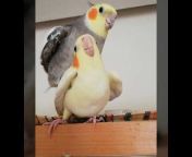 happy.parrots1