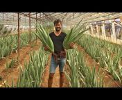 Growing Aloe Vera u0026 Dragon Fruit
