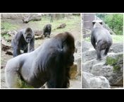 Uenosan Gorilla｜上野さんゴリラ