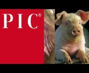 Pig Improvement Company - PIC South Africa