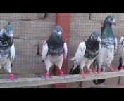 birds lovers vlog