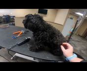 Rover&#39;s Makeover Dog Grooming