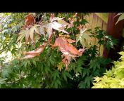 Acer Trees / Japanese Maples