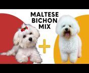 All About Mixed Breed