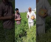 Krushi crop Science