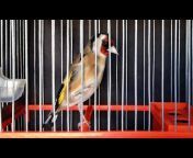 My Birds /Mis Pájaros chardonneret Goldfinch