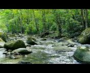 Zen Nature Sounds