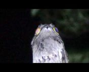 Ornithos Live Cams
