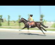 Horse Trainers u0026 Reaction