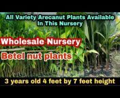 AGARWOOD PLANTS NURSERY