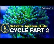 BRStv - Saltwater Aquariums u0026 Reef Tanks