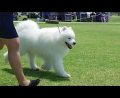 Victorian Dog Conformation Shows