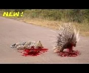 Silly leopard taking on porcupine at high speed will make your day! from  jhinka Watch Video 