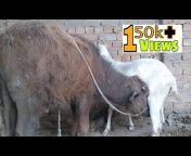 Halani Cow Goat Mandi Services