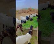 Rannay goat farm 🐐