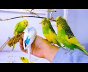 Budgie Nation