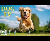 TV For Dogs