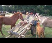 Horses Farm Bd
