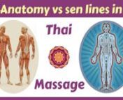 https://thaihealingmassage.com-When you learn Thai Massage, do you need to know anatomy? For massage therapists in the western world the answer seems to be an obvious