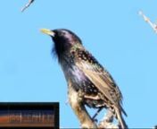 Starling with sonogram from kajor in