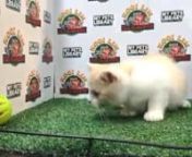 Cream White Scottish Kitten (Male) For Sale 2 from sale male