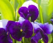 Viola odorata ou violette. Les conseils d&#39;Amélie Tura