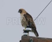 Get this here: https://motionarray.com/stock-video/red-shouldered-hawk-264214n...included with our Unlimited memberships. Or download hundreds of other assets with a FREE account. https://motionarray.com/freennThis clip showcases a red-shouldered hawk perched on top of an electrical pole.