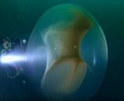 Um trio de mergulhadores teve um encontro muito próximo com uma bolha gelatinosa à deriva – um saco de ovos de lula do tamanho de um ser humano adulto. A surpresa aconteceu na costa oeste da Noruega.nn+ info: https://zap.aeiou.pt/?p=288440nnFOOTAGE Ronald Raasch &#124; Envato ElementsnIMAGEM NOAA photo lobrairie / WikimedianLOCUÇÃO Liliana MalainhoMÚSICA perception/bensound.com