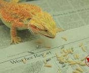 New series will have bearded dragon tips, breeding and feeding.How to webseries on pogona vitticeps. Everytime someone subscribes, a dragon gets its wings!