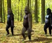 Saxy gorillas from saxy
