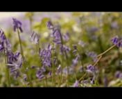 It was a beautiful day in Winkworth Arboretum, filled with bluebells. nCameras used: nCanon 5D mkIII with Canon 24-70mm L nPanasonic GH2 with Canon FD 50mm 1.4 and Panasonic 14mmnSlider: Konova K2 driven by belt &amp; stepper motor, controlled through Raspberry Pi