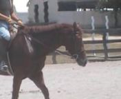 6YO 15.2H QH gelding for sale.Tons of personality!Big step, clean lead changes and solidly schooling over 2&#39;3