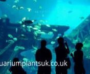 large aquarium aquatic fish and plant life under the sea views.2nnPark