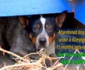 Every time you share our videos, you are helping us financially with continuing this work.Please click on the SHARE button.Thanks!nTo see more rescue videos, please visit: http://www.HopeForPaws.orgnTo see other dogs who are looking for a home:nhttp://www.CoastalGSR.orgnnCowboy is a Blue Heeler who was abandoned in Compton, CA.For 11 months he was fed by a Good Samaritan, and one day she stumbled upon our rescue videos.The next step was a phone call to Hope For Paws, and shortly after th