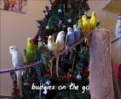 A fun video with Rosie and all the budgies. Rosie is a lovebird. Includes budgie bath time, birds on bike tires, birds not getting along, and baby budgies!nnMusic: Never Give Up on the Good Times by Spice Girls.