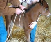 Age: Foals must be under 3 days of age nContraindications: foals that have never stood or have any of the following: a rib fracture, respiratory distress, shock, sepsis, signs of prematurity or congenital anomalies. nEquipment: Soft rope 5/8 inch to 3/4 inch diameter which slides easily (length 16-18 feet), optional luggage scale pressure gauge (use 10 to 20 pounds of pressure)nRequirements: Only do this if you are a skilled clinician under the supervision of a veterinarian and after the foal ha
