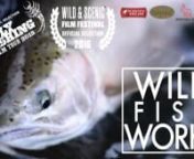 See Wild Fish Works on the 2015 Fly Fishing Film Tour: flyfilmtour.com AND, coming in January 2016, it will be part of the Wild &amp; Scenic Environmental Film Festival - https://www.wildandscenicfilmfestival.org nnWild salmon and steelhead are important to more than just anglers. They represent significant social, cultural and economic ties up and down the Oregon coast. Over the past year, Alan Moore and I worked to explore a few different examples of these connections. Wild Fish Works: Oregon