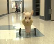 Josie the chihuahua was born without front legs. She&#39;s now the mascot of Hanger Orthopedic Group.