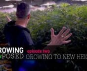 What happens, as a grower, when you have a football-field-sized warehouse at your disposal? The answer is pretty obvious: you fill it with green. nnThis episode of Growing Exposed features a grow unlike anything you’ve ever seen: cannabis plants as tall as trees, buds as big as two-litre bottles, and terminal buds the size of a man’s head; this particular grow is anything but traditional.nnAlthough the garden is a licenced facility, no one wished to be on camera. So, we got veteran grower, Y