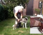 Ich zeige euch passive Dehnübungen für euren SporthundnTierärztin Imke Niewöhnernwww.dog-in-motion.com