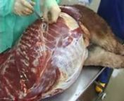 This is a video potcast showing a dissection of the left thoracic and abdominal cavities from a horse. The dissection is accompanied by audio commentary and relevant anatomy is pointed out as it is described by the anatomist.nnLearn more about the peritoneal cavity (https://en.wikivet.net/Peritoneal_Cavity_-_Anatomy_%26_Physiology) using our new WikiVet pages. You can also test yourself on abdominal anatomy using our WikiVet quiz (https://en.wikivet.net/Abdominal_anatomy_quiz) or use our dragste