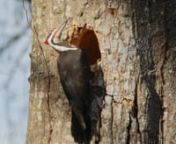 In September, 2014 I walked by the dining room window and saw a Pileated Woodpecker in a dead snag, about 75’ from the house. The tree was diseased and in danger of hitting the house, so a couple of years earlier we’d had it topped, but left as much of the snag standing as we safely could – just for the woodpeckers. I cracked the window and slipped the scope with a camera attached out the window, and videoed him creating what first appeared to be a new cavity, but he ended up making just a