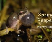 This video is about the Spring Peeper.