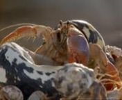 Hermit Crab vacancy chain, as featured in the &#39;Home&#39; episode of Life Story, BBC1