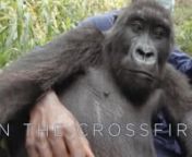 In a national park in the Democratic Republic of Congo, a caretaker struggles to save gorillas from the violence of a brutal civil war.nnThis short film, made as an &#39;Op-Doc&#39; for The New York Times profiles Andre Bauma, who takes care of the orphaned mountain gorillas of Virunga National Park in the Democratic Republic of Congo. In two decades of civil war, more than 140 of his fellow rangers have been killed while protecting their park, which has been home to armed rebels. They risk their lives