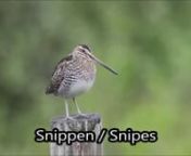 A snipe is any of about 25 wading bird species in three genera in the family Scolopacidae. They are characterized by a very long, slender bill and crypsis plumage. The Gallinago snipes have a nearly worldwide distribution, the Lymnocryptes snipe is restricted to Asia and Europe and the Coenocorypha snipes are found only in the Outlying Islands of New Zealand. The three species of painted snipe are not closely related to the typical snipes, and are placed in their own family, the Rostratulidae.nS