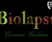 The completed Biolapse film of carnivorous plants. Over a year of effort, with 107 days of straight shooting with 2 cameras. I started out building timelapse equipment so I could go do timelapse. Then people started paying me money to build them systems. Eventually it turned into a business, The Chronos Project LLC. Finally I have had time to start working on my own timelapse work. I have decided to pull myself out of the world and into the studio for some areas of timelapse photography that are