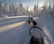 A short video about my dog sledding tour through Riisitunturi National Park/Finland.nCreated with MAGIX Video deluxe MX Plus