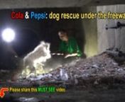 Please share this rescue video so we can find them a loving forever home together!nTo make a small donation and help us save more animals, please click here: http://www.HopeForPaws.orgnTo apply to adopt Cola &amp; Pepsi, please contact:nhttp://www.malteserescuecalifornia.orgnThanks:-)nEldad